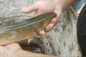 七星鱼？养了一年的鱼塘，年底却捞起一群没见过的怪鱼，能吃吗？图片