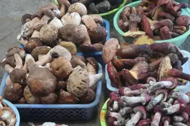 菌子季，我打飞的去全国最大的野生菌市场逛了逛图片