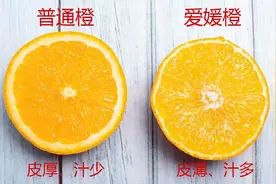 不是吧你还没有吃过可以直接喝的爱媛38号？清甜爽口嫩滑，真香图片