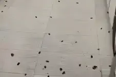 求救！家里被蟑螂大军“入侵”！吓死宝宝了图片