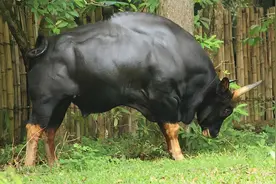 植物营养较低，为什么牛只吃草，却能长一身肌肉？图片