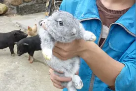 华农兄弟：在路边捡到一只兔子，挺可爱的，放到竹鼠池里养着