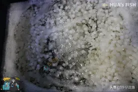 恕我直言，翻滚滤材的出现，是我国观赏鱼行业的一次倒退图片