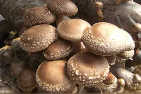 香菇晒干了之后，和新鲜的香菇有什么不同？弄懂再买别浪费图片