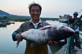 罗非鱼侵入珠江，搅局30年成功上位，四大家鱼集体“没落”？图片