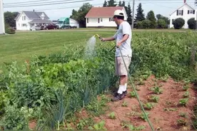 蔬菜发生病虫害别打农药，这3种土方法比用药效果好图片