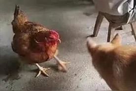 土狗正在和母鸡打架，一小时后发现鸡被主人宰了：我当时害怕极了图片