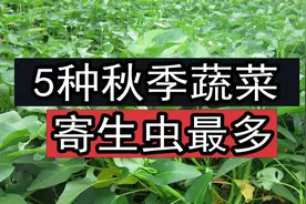 5种秋季蔬菜，寄生虫最多，会得“姜片虫”病，大厨教你清洗方法图片