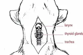 猫突然安静或许是失声，一旦发生要考虑这些原因，应进行喉部检查图片