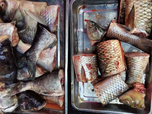 市场上鮰鱼多少钱一斤 2026年鳡鱼多少钱一斤?