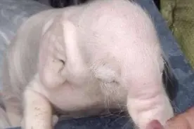一只母猪生出一只小象, 专家称在自然界中都非常罕见!图片