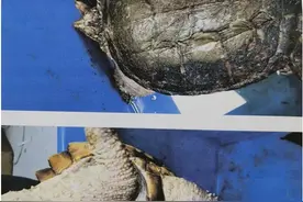 平桂区检察院提起贺州首例危害珍贵、濒危野生动物刑事附带民事公益诉讼图片