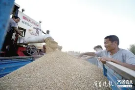 聊城610.7万亩小麦开启“收获季”图片