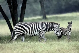 动物界怀孕最久的动物图片