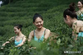 买茶时听到这几句话，可就要小心了，别上当图片