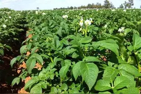 大跌！土豆价格创3年来新低，已是“白菜价”，原因找到了图片