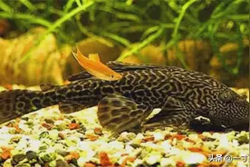 奇闻：清道夫鱼的超凡生命力，烈日下曝晒一天，喝一口水复活了图片