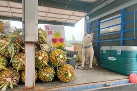 狗子陪主人去卖水果，结果从头到尾都在睡觉，客人都笑翻了图片