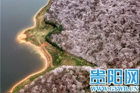 24小时阅读超600万 贵安云赏樱花获赞无数图片