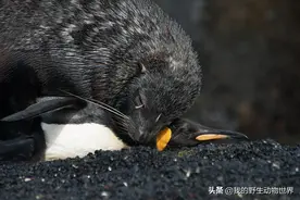 为什么有些动物跨物种交配图片