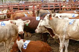 一次种植，可连续收割20年，“军粮一号”，猪牛羊都爱吃的牧草图片