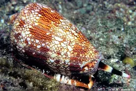 表面与内在不符的生物你知道嘛？图片