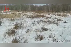 11个足球场有多大？他找人把这么大面积的林木都给伐了！该罚图片