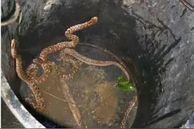 一平方米内约有两条蛇，大连蛇岛蛇满为患，蛇被饿得一年休眠两次图片