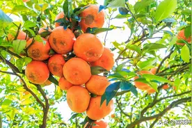 买橘子要选“母”的，看底部一眼就能分辨出来，个个汁多肉甜图片