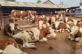 在农村养牛要处理好邻里关系和村里人的关系，尽量低调不要得罪人图片