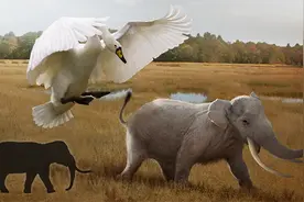 可怕的岛屿侏儒症！人类身高仅1.1米，大象居然只有0.9米高图片