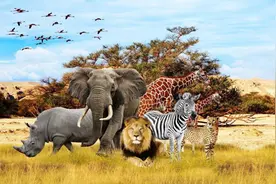 进化倒退？“丁丁骨”是繁衍的优势，为什么人类却消失了？图片