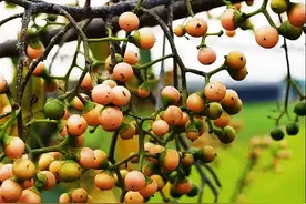 这种果树一棵能结上万颗果实，以前无人采摘，现在市场上一斤8元图片