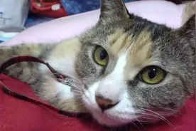 猫咪不慎走失，被老鼠夹夹断腿，半夜叼断掉的腿出现在家中图片