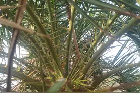 传说中的法国餐厅顶级沙拉食材--棕榈树芯，太好吃了，就是太难砍图片