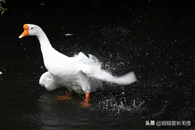 鹅每天都坐公交车，让大家都惊呆了，网友：最厉害的是它们的保镖图片