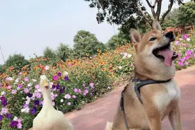 王珞丹急寻偷鸭大妈，10小时后噩耗传来，肇事者：不就吃个肉吗图片