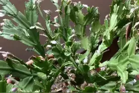 春季蟹爪兰叶片打蔫不精神，教你做4步，叶片变饱满，不停冒新叶图片