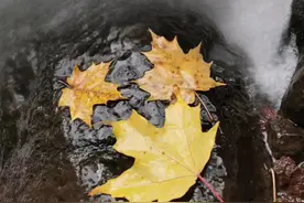 “妈妈，为什么蜻蜓飞的低就要下雨了呢？”图片