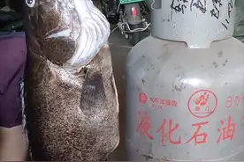 岳阳钓友钓起罕见老鳜鱼，因太大半路被憋死，网友：是我就放生了图片