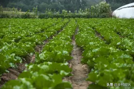 菜地巧用生石灰，不仅仅只是除虫和防病，还有你意想不到的好处图片