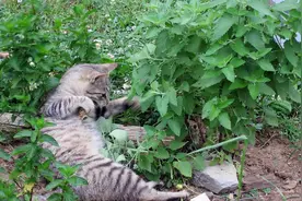 猫吃了猫薄荷就发疯了一样！猫薄荷为何会让猫这样抓狂呢图片