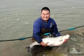 刁子鱼比鳊鱼还便宜图片