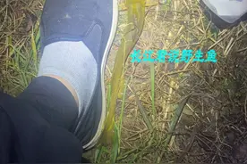 闽江还有这鱼？涨水后福建钓鱼人钓起许多牛尾巴，老乡：一百一斤图片