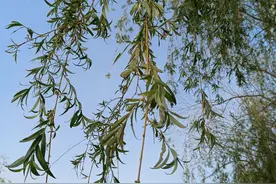 「散文」煤油灯图片