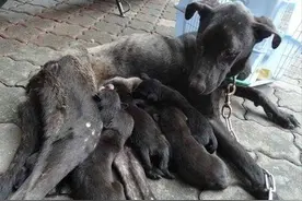 路边捡到一条被遗弃的黑狗，瘦成排骨还在喂奶：咋这么狠心？图片