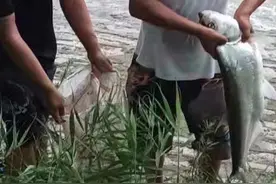 泥鳅打窝钓鱼，为何人人唾弃？钓友：那不是钓鱼是捕鱼图片