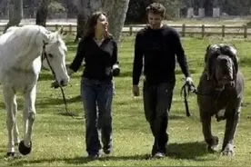 各国猛犬大全，建议收藏图片