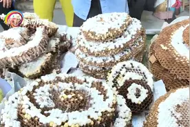 蜂蛹上市 量少价高图片