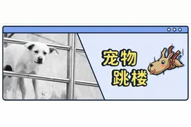 猫狗跳楼？这可能是它们的求救信号图片